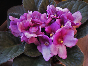 African Violet Propagation