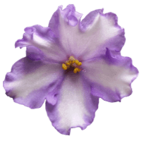African Violet Bloom