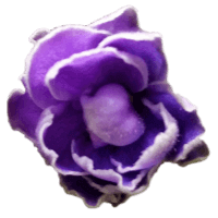 Purple African Violet Bloom