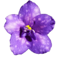 African Violet Cosmos Bloom