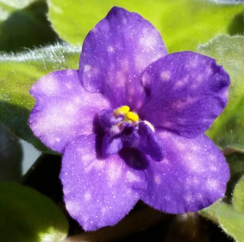 African Violet Grow Dome