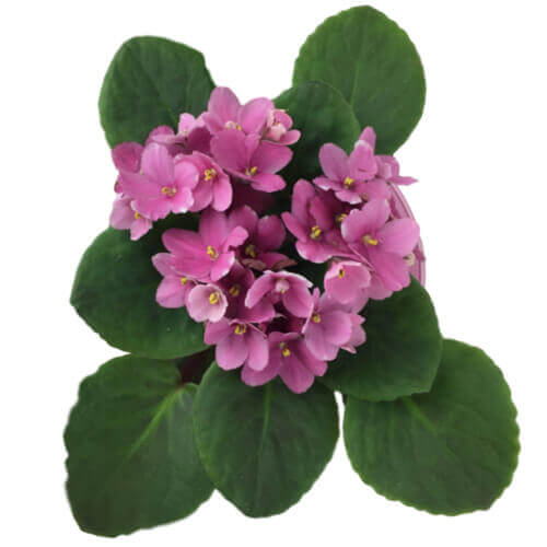 African Violet Pink Repotted
