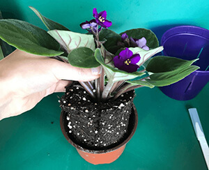 African Violet Repotting
