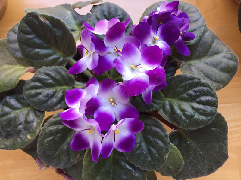 African Violet Light Requirements