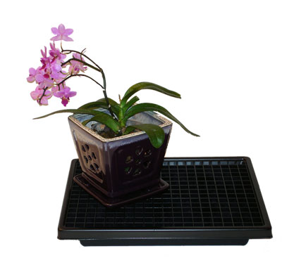 Orchid in 5 inch orchid pot on a single grate humidity tray