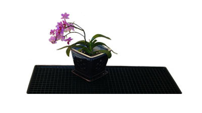 Orchid in 5 inch orchid pot on a dual grate humidity tray