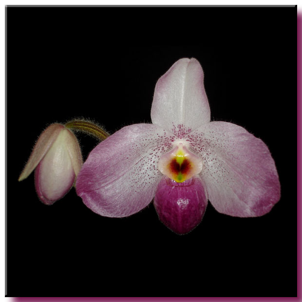 Paphiopedilum Ho Chi Minh