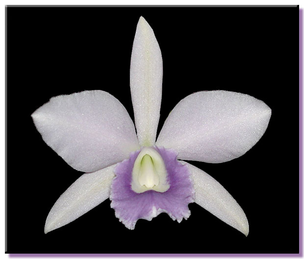 Blue Cattleya