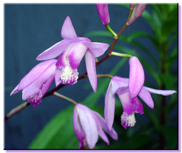 Bletilla Striata - Hardy Orchid
