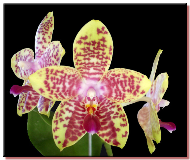 Phalaenopsis Orchid World