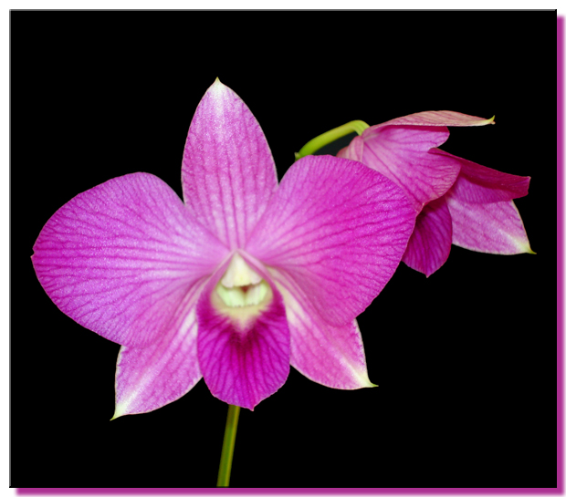 Orchid Photo Gallery Purple Dendrobium 0207