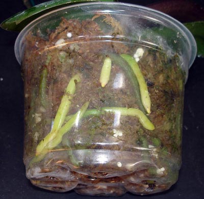 Orchid roots in a clear orchid pot