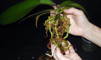 Repotting Your Phalaenopsis