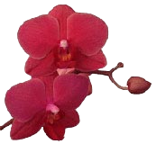 Orchid Supplies - Orchid Mix - Orchid Pots - Orchid Fertilizer - rePotme Orchid Supplies