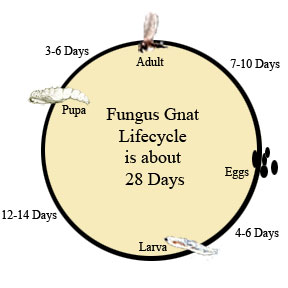 Natural Fungus Gnat Control